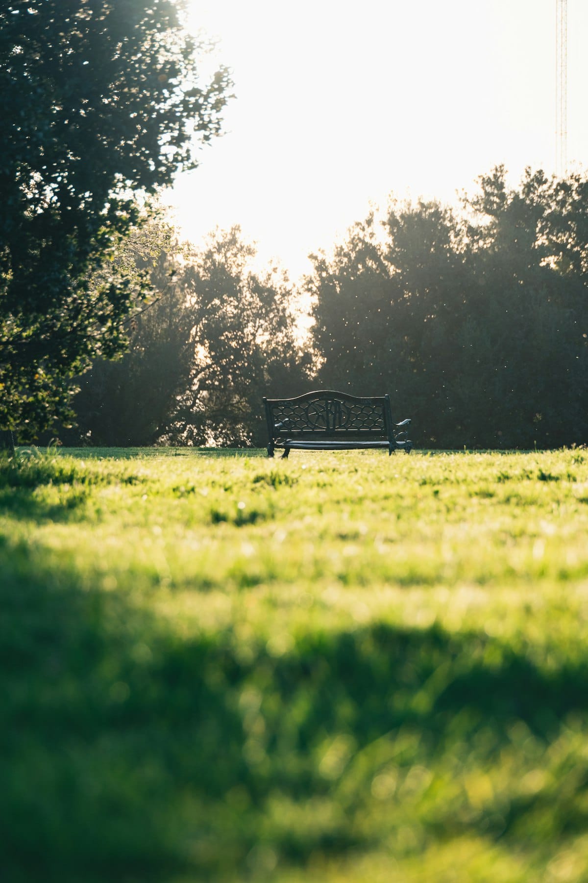 朝もやの中の穏やかな公園のベンチ